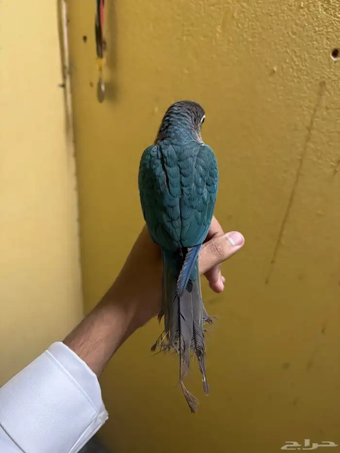 كنيور تركواز قرين شيك تم البيع 2