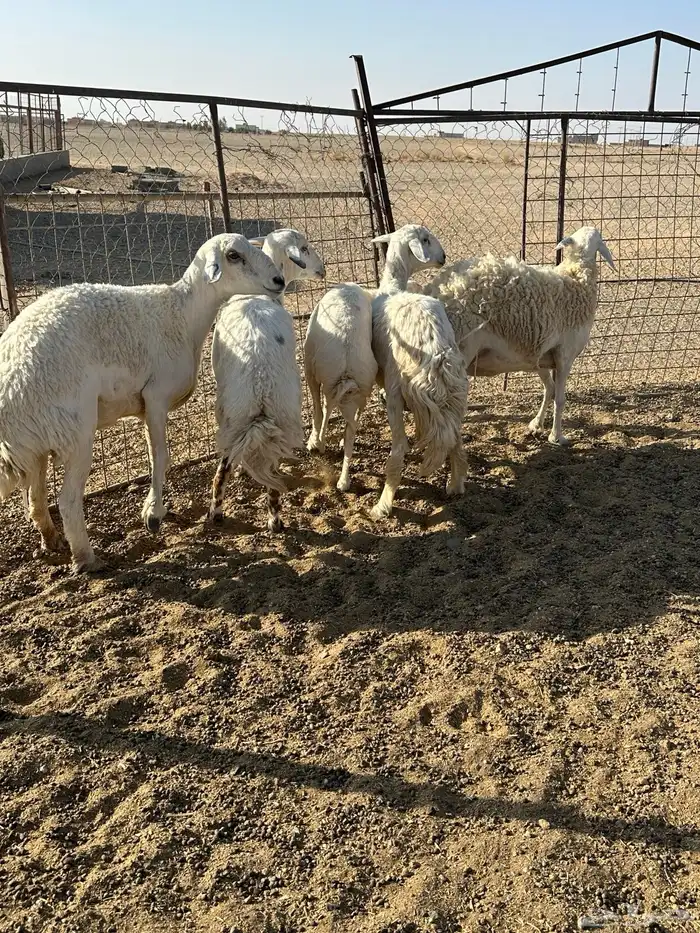 حريات دفيع 1