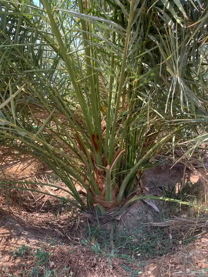 صقعي سكري حمراء 1