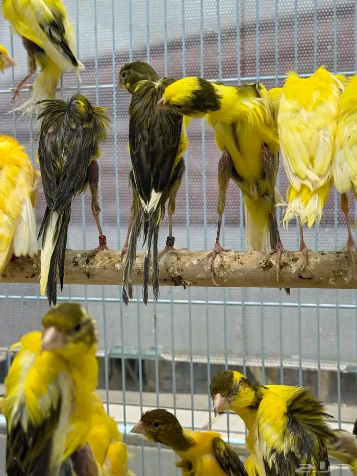 الجيبوسو الاسباني للمميزين فقط 0