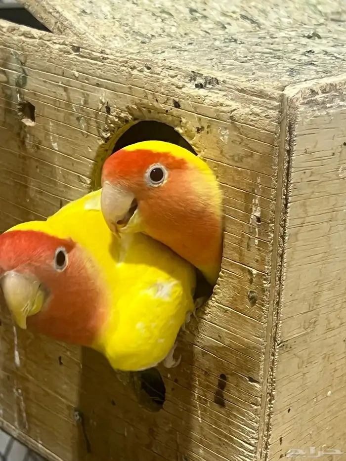 محمية روز لاتينو منتجين 1