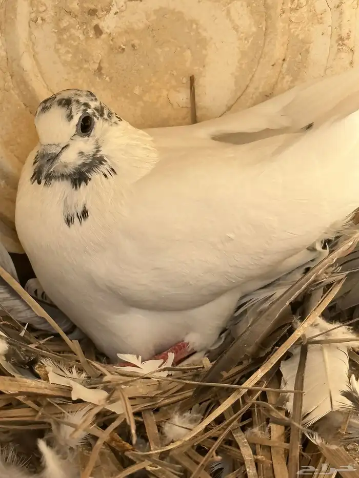 اربع اجواز باكستاني 0