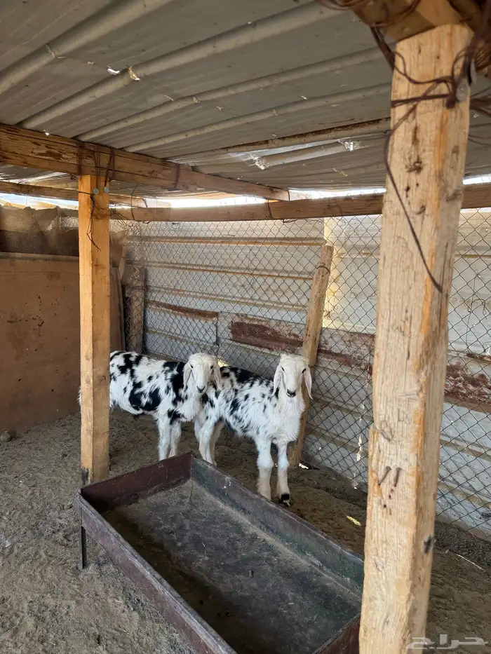 خروفين طيبات ونظاف للي بيربط 4