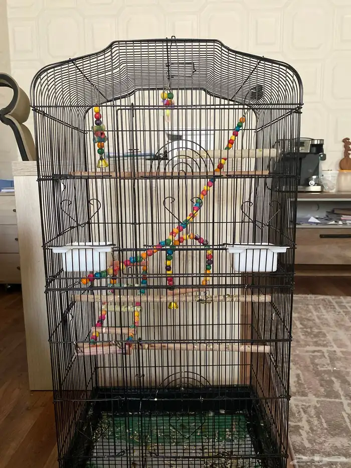 ببغاء الدرة للبيع 2