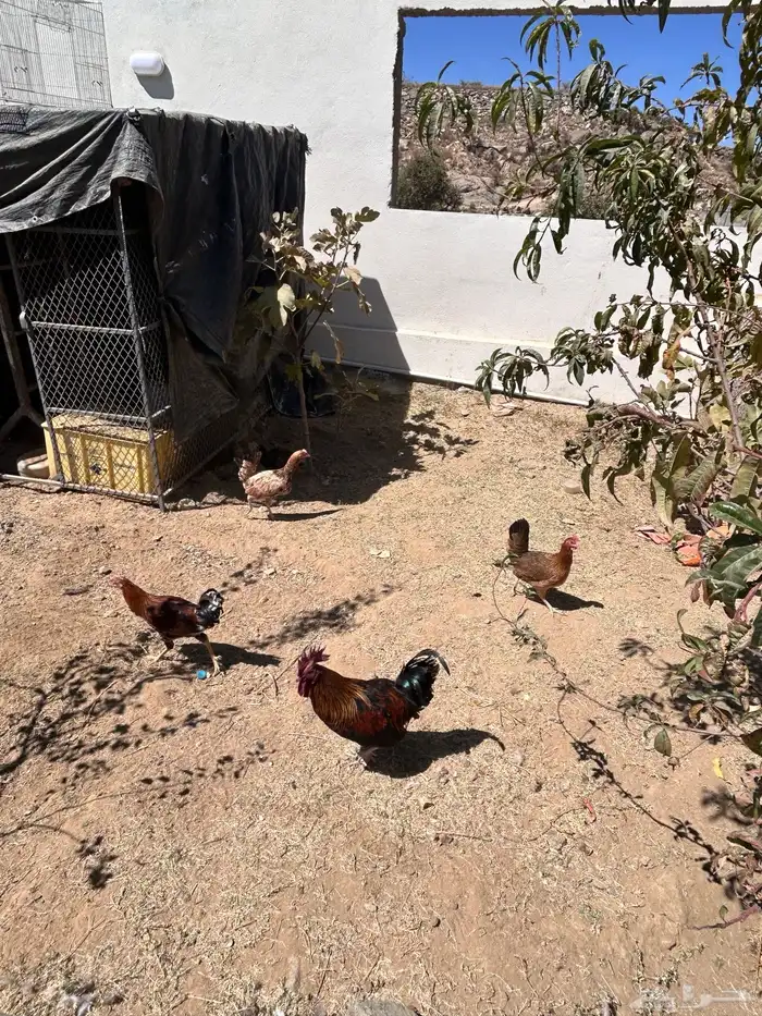 دجاج للبيع 0