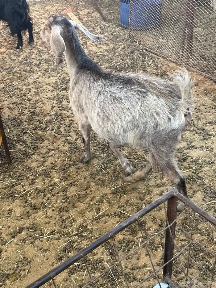 للبيع عنز 1