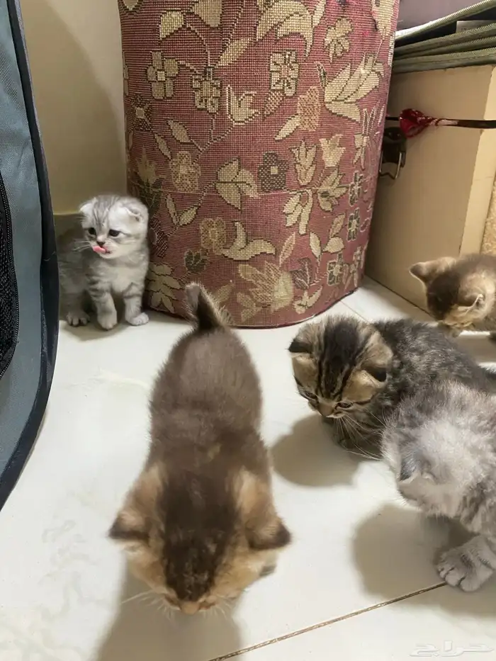 كيتن قطط للبيع 8