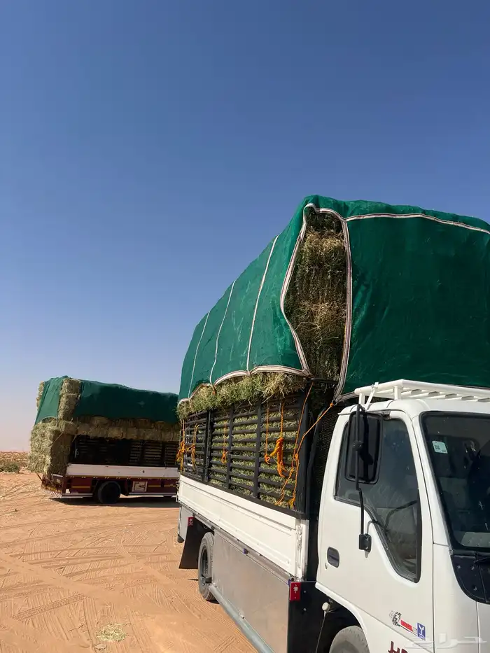 برسيم صافي ورق 2