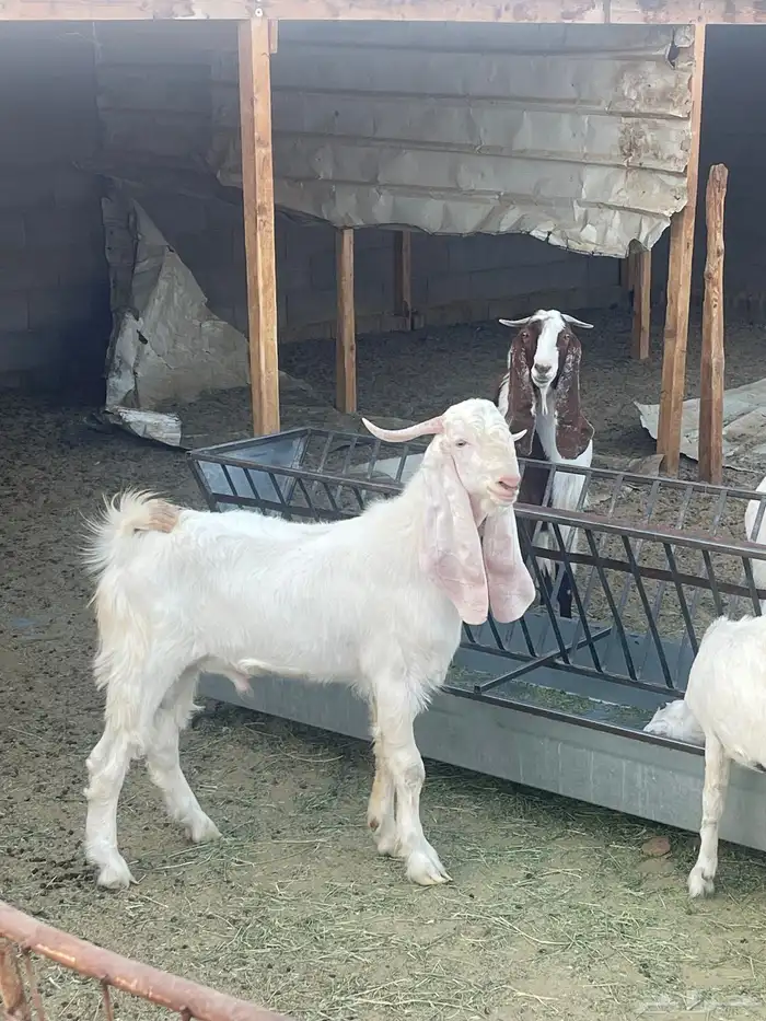 طريق المدينه 1