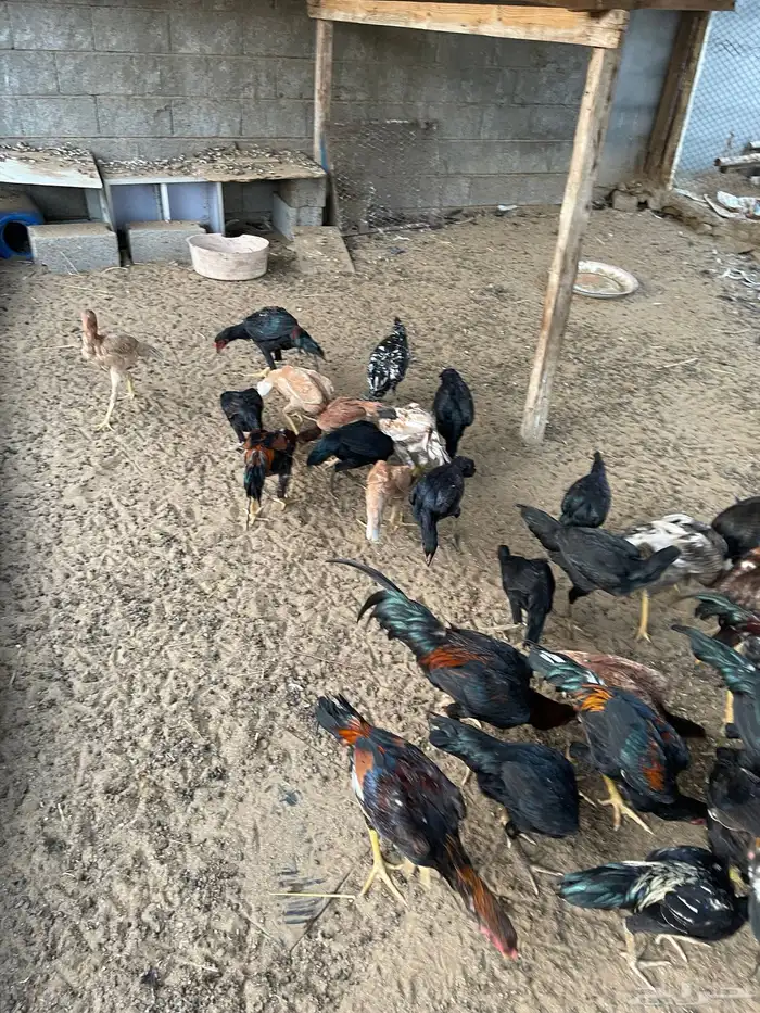 دجاج سندي بيور 13