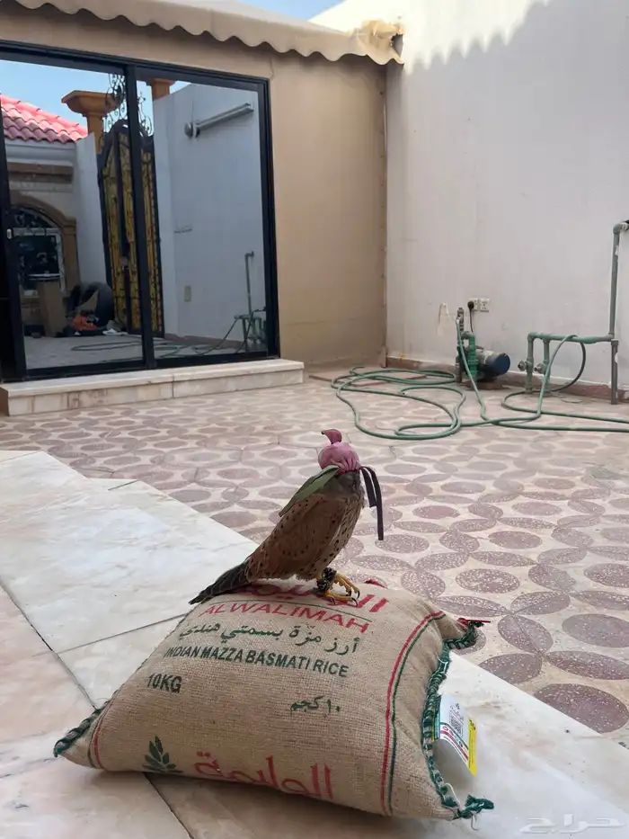 طير باشق للبيع 3