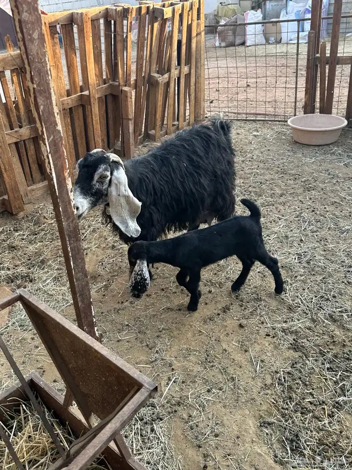 عنز عارضيه والد معه جفره 1