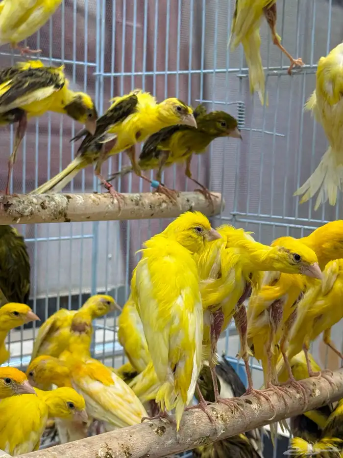 الجيبوسو الاسباني للمميزين فقط 4