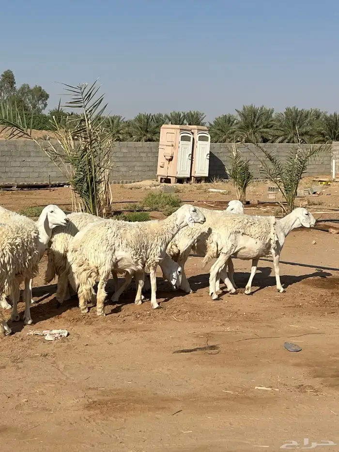 للبيع حريات جذعات و ثنوات دفيع 1