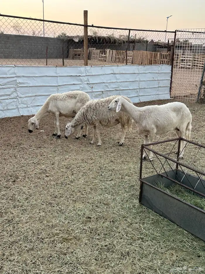 اربع ضان دفيع صفر 1