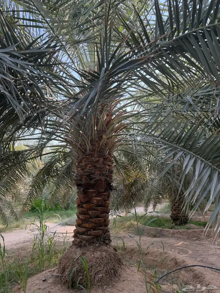 نخل اخلاص شيش برحي سكري 5