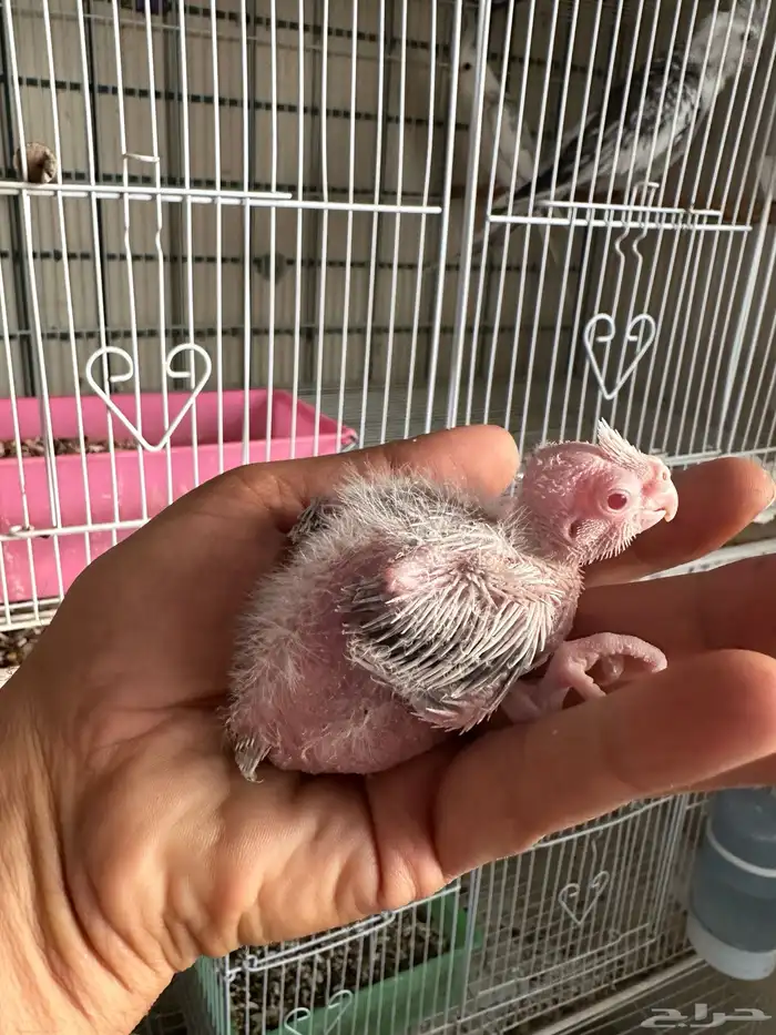 فروخ كروان رسيسف عيون حمر 2