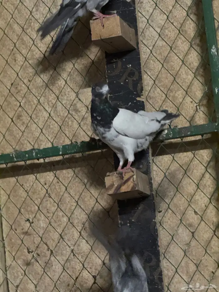 طيور باكستانية 7