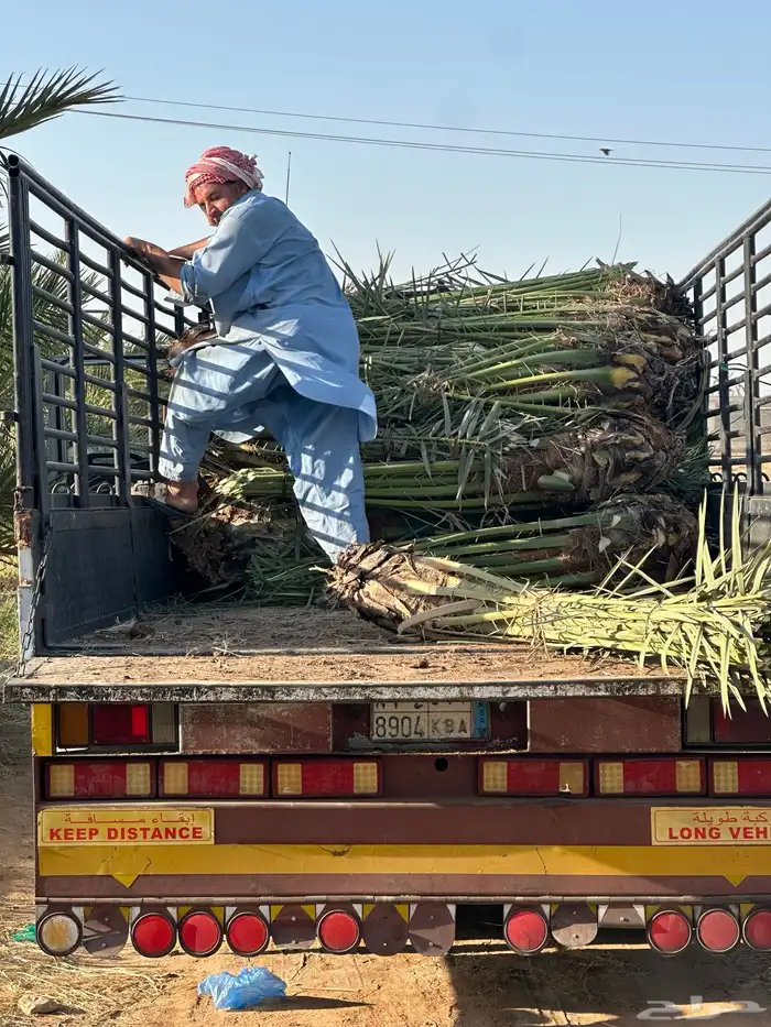 نخل خلاص وصقعي مثمر 3