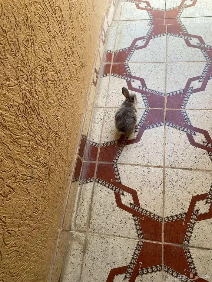 ارانب العمر 3شهور مع شبكه وعلافه سليم شرط 1