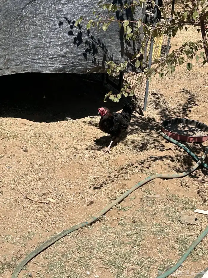 دجاج للبيع 3