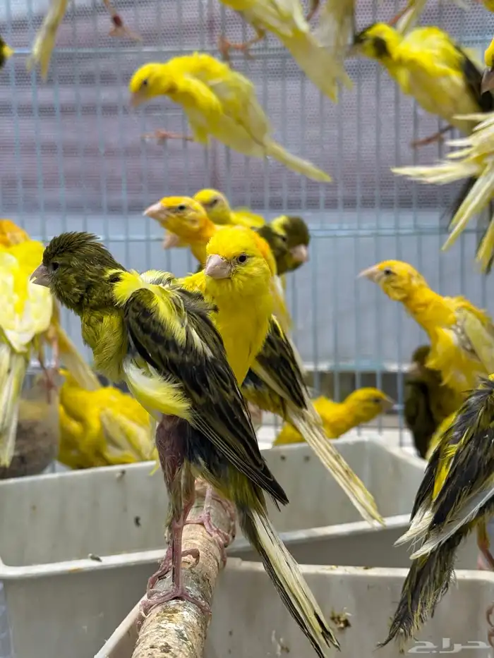 الجيبوسو الاسباني للمميزين فقط 5