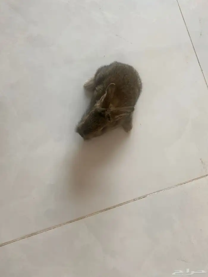 ارنب صغيره للبيع 1