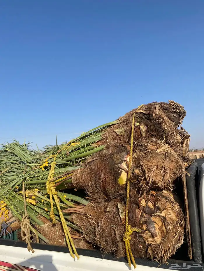 خلاص كبار مطلع 4