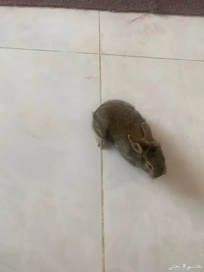 ارنب صغيره للبيع 0