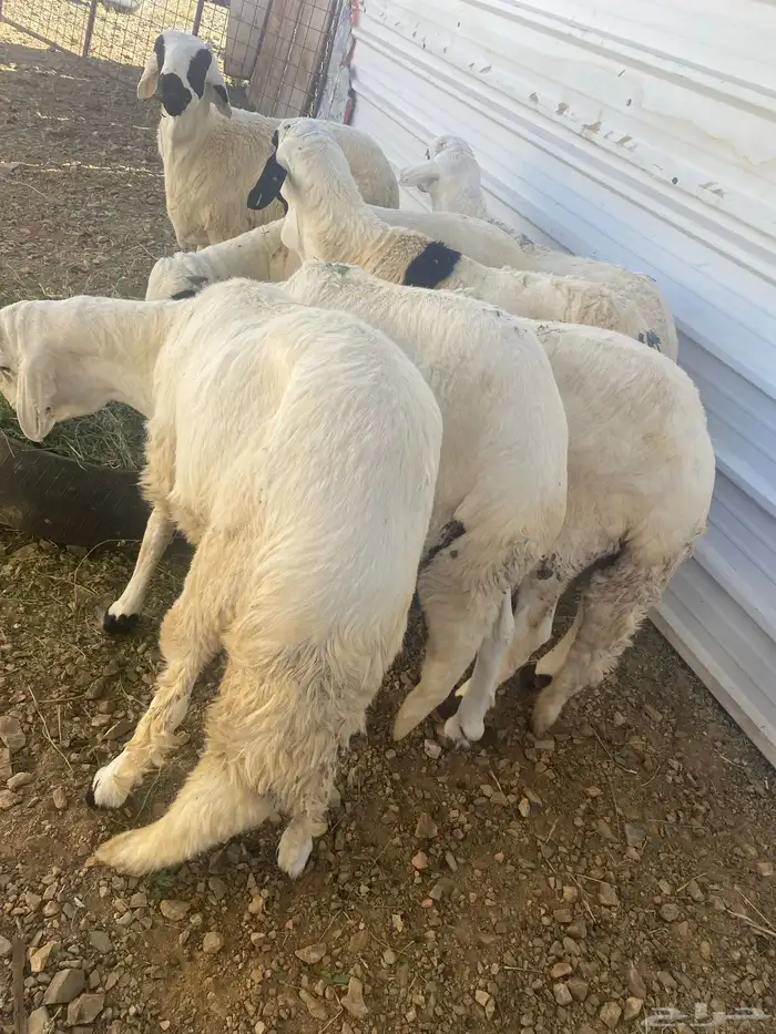 طليان سواكن دمازين لبانيات نجديه تيوس بلديه 0