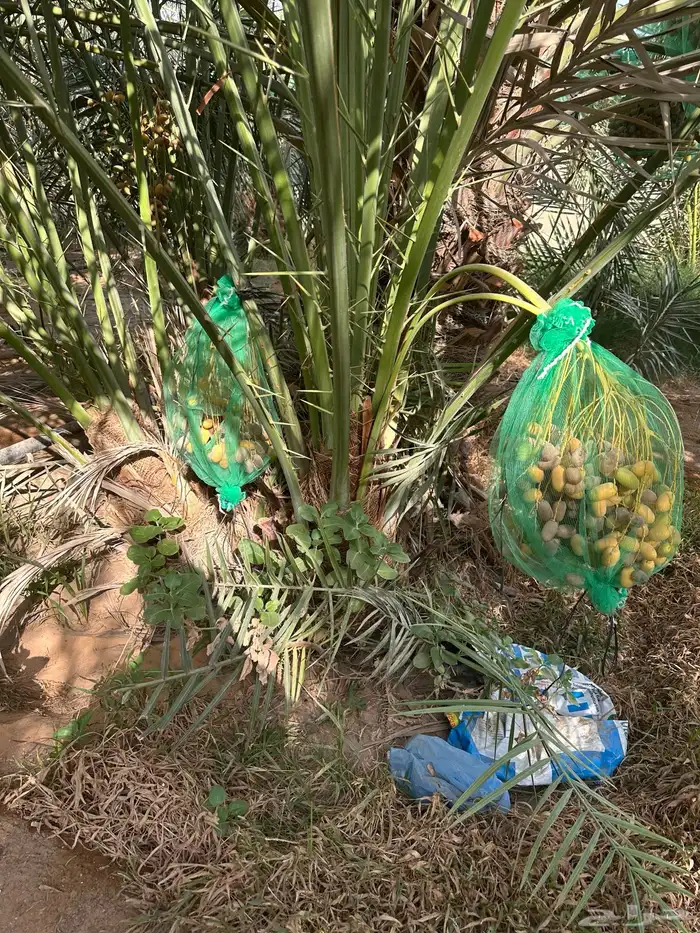 نخل خلاص وصقعي مثمر 0