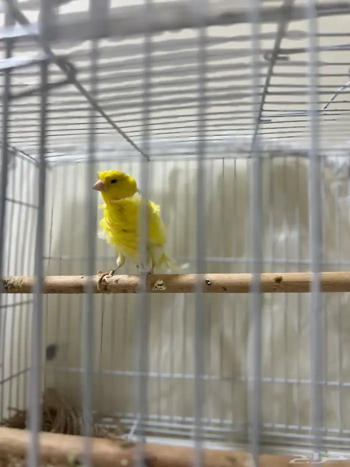 كناري مفتل 3