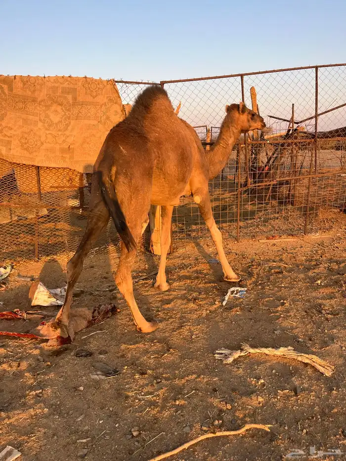 للبيع بكره جذعه حمراء 3