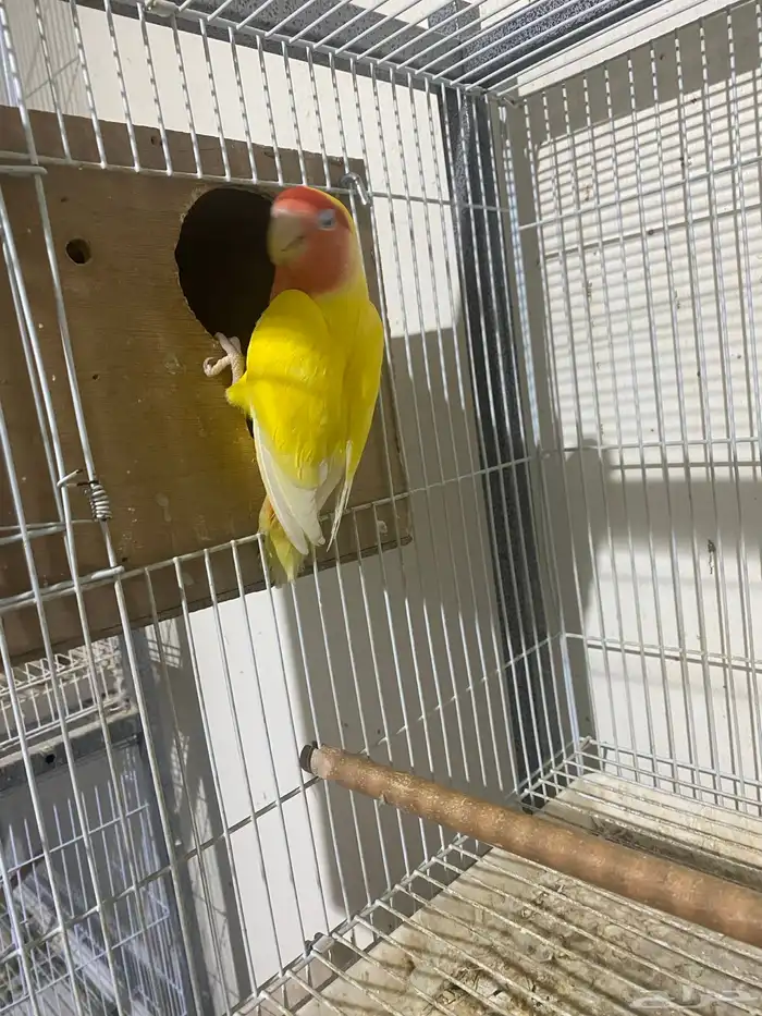 انثى روز منتجه 0