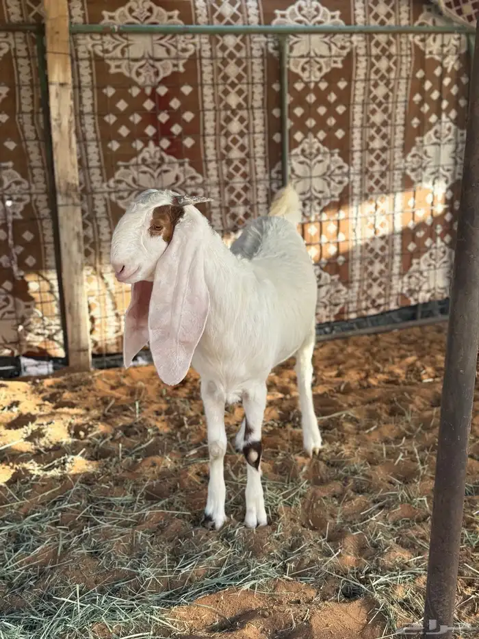 عنز قبرصيه دافع بنتها دافع 5