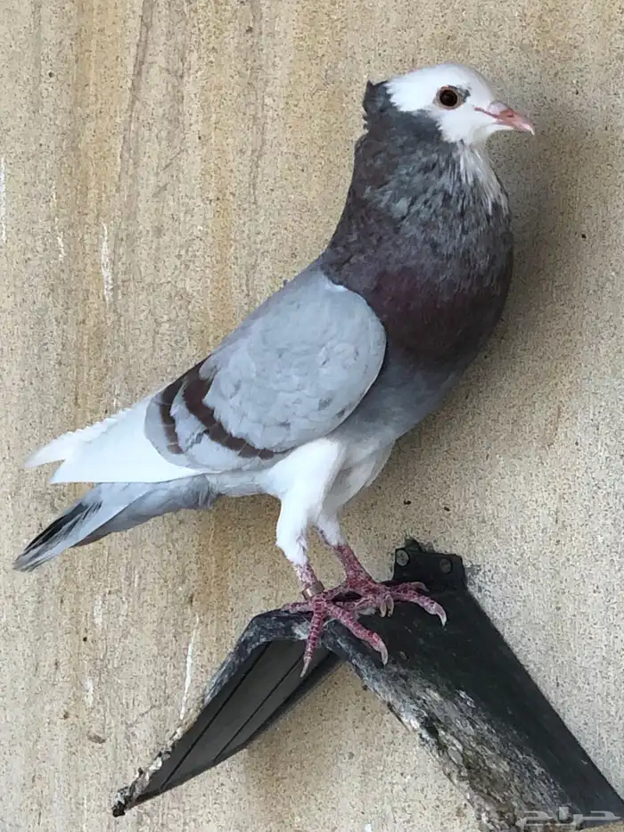 مجموعة حمام للبيع زاجل ونفاخ وكنق 6