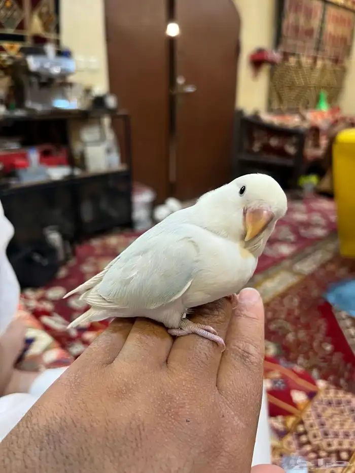 روز اليف جدا هدد نشبه و لعوب ممتع 5