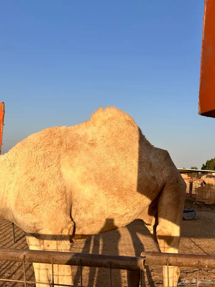 قعود للبيع 2