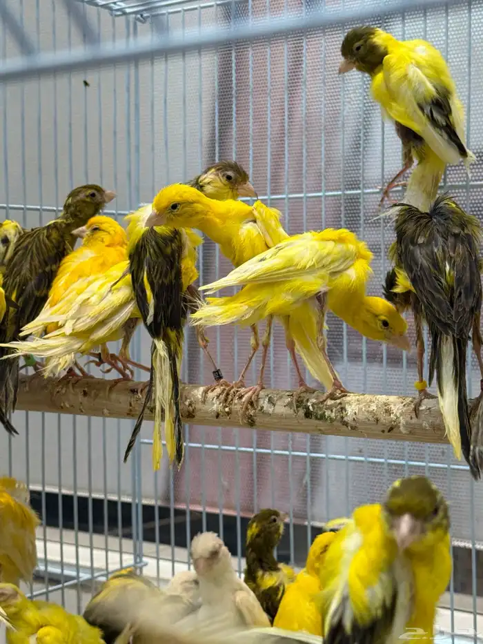 الجيبوسو الاسباني للمميزين فقط 1