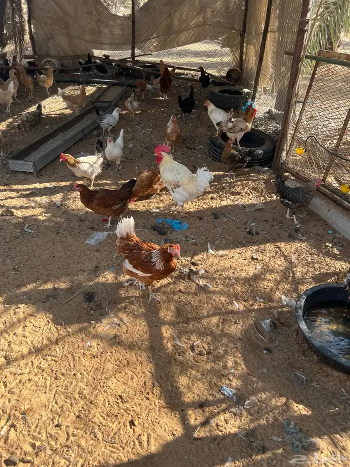 للبيع دجاج بياض 0