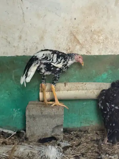 دجاج سندي index