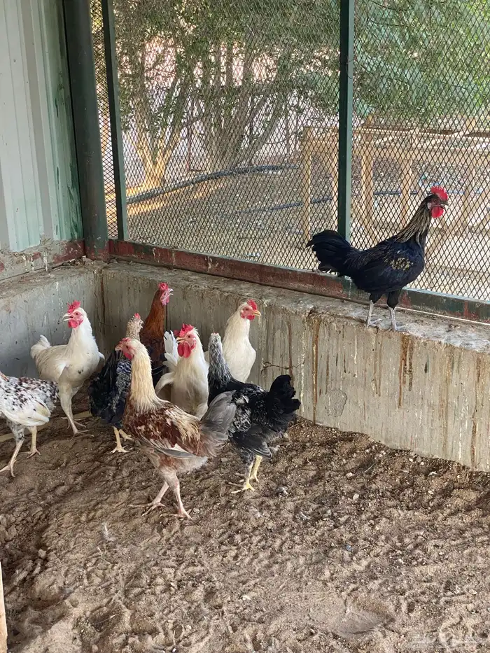 ديوك ودجاج 6