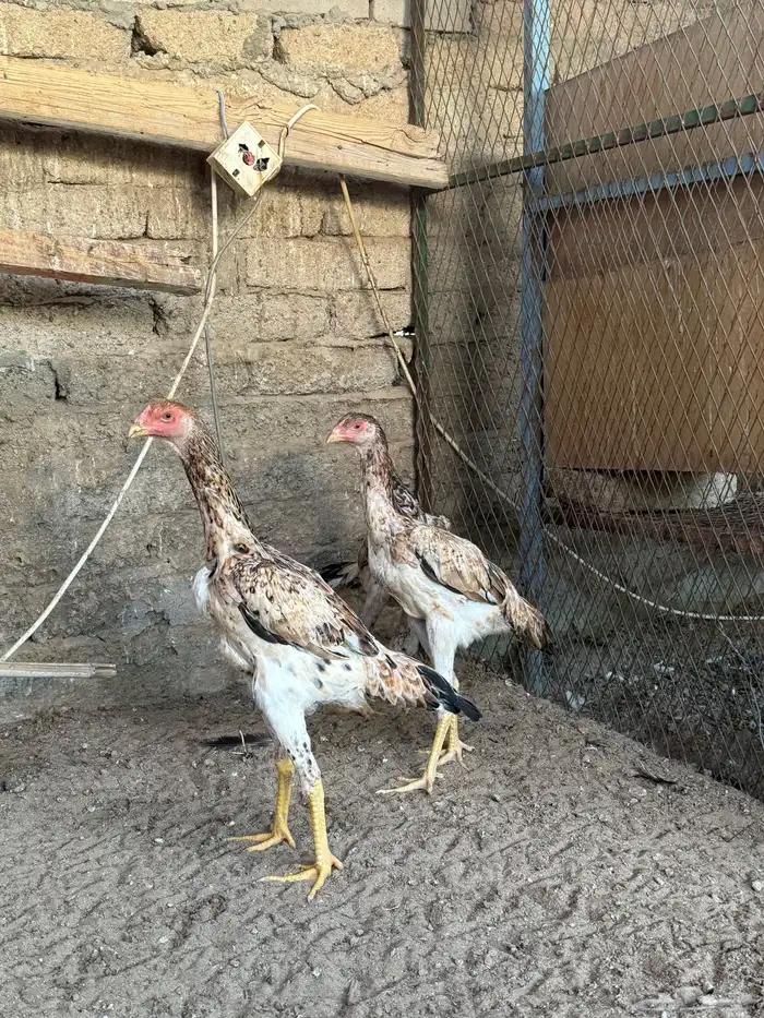 دجاج شامو يباني 0