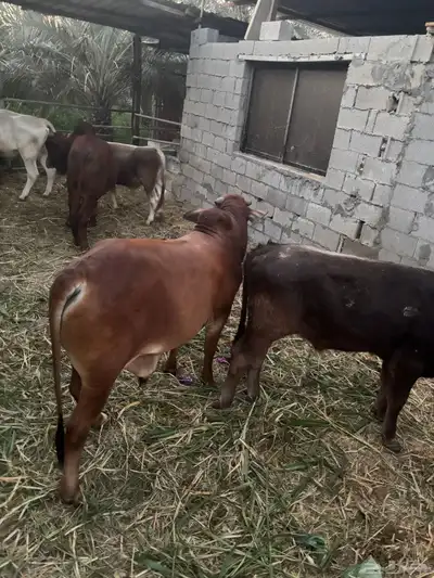 عجول  الماني و جرسي و بربر index