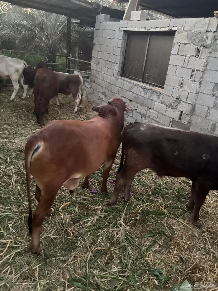 عجول  الماني و جرسي و بربر 0