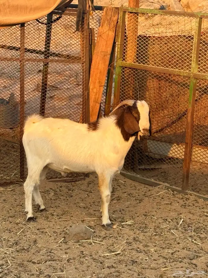 فحل بورقت بيور 0