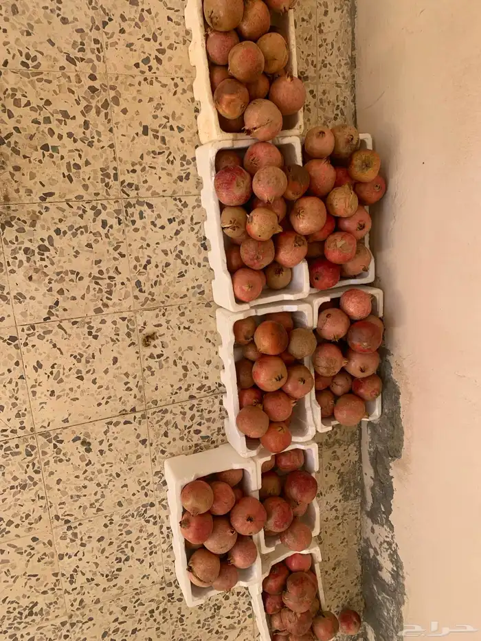 رمان با الجمله 0