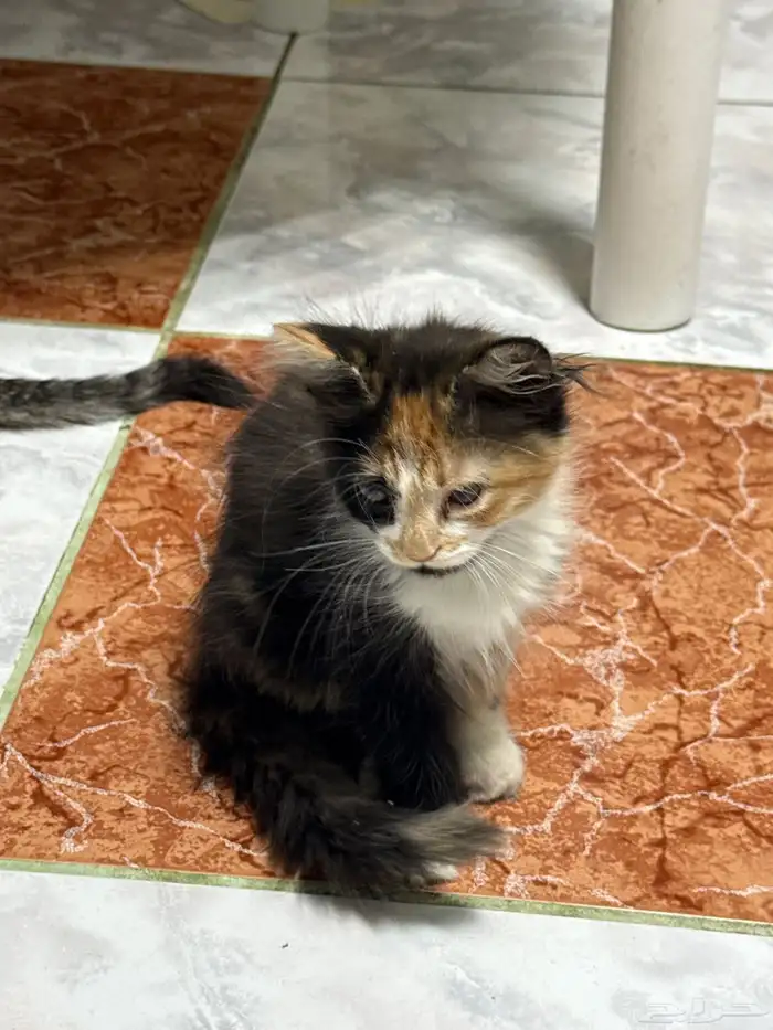 قطط كيتن للتبني شيرازيه 0