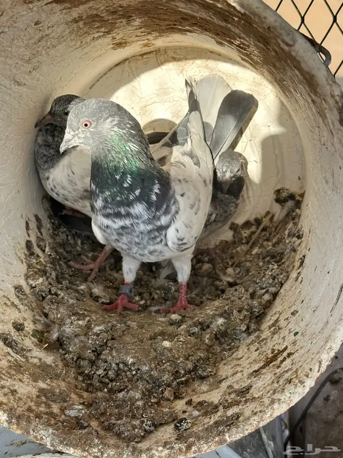 اربع اجواز باكستاني 5