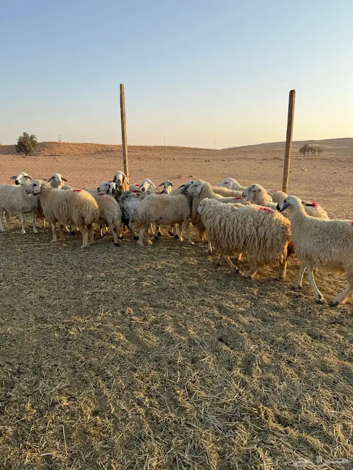 غنم حصيب 3